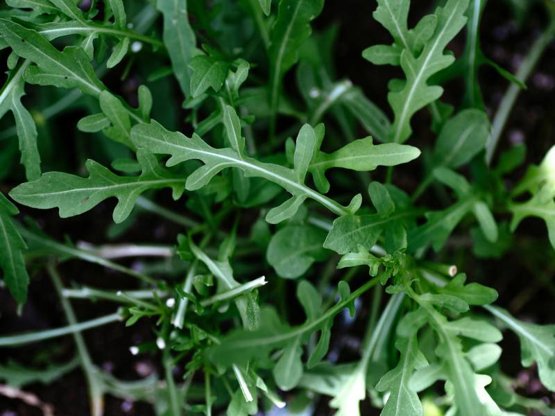 Close-up of fresh arugula leaves growing in a garden, showcasing their lobed and tender green appearance, perfect for seeds to plant in summer