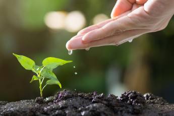 A hand gently watering a small green plant sprout in rich, dark soil, highlighting the care and nurture for new growth