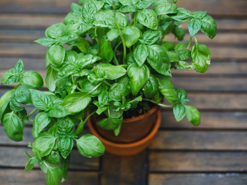 A healthy basil plant with vibrant green leaves growing in a small terracotta pot placed on a wooden surface.