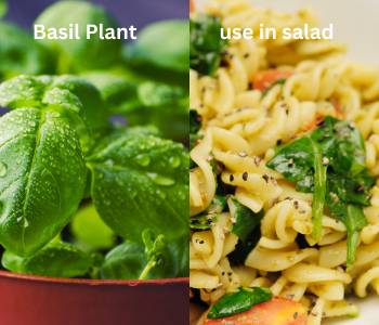 Lush basil plants with vibrant green leaves thriving in a pot, perfect for making pesto, adding to salads, and enhancing various dishes