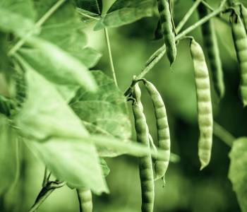 Various bean plants, including green beans, lima beans, and pole beans, thriving in a summer garden, showcasing their ease of growth