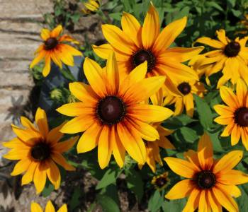 Bright yellow Black-eyed Susans with dark centers thriving in a sunny garden, showcasing their resilience in poor soil conditions