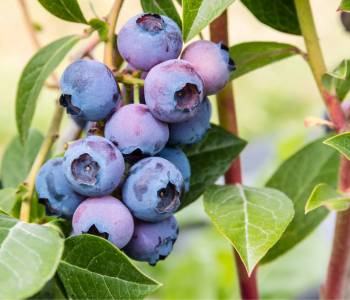 Blueberry plant with clusters of ripe, purple-blue berries and green leaves, thriving in a sunlit garden setting