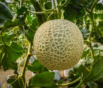 Cantaloupe plant with a large, netted melon hanging from a vine, surrounded by lush green leaves in a sunlit garden setting