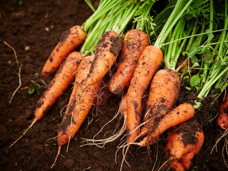 Freshly harvested carrots with vibrant green tops lie on rich brown soil, showcasing their bright orange roots and healthy growth