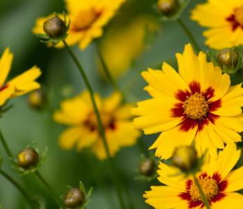 Cheerful Coreopsis flowers in shades of yellow and dark orange, blooming profusely in a garden, showcasing their daisy-like blooms