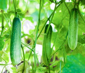 Lush cucumber vines in a garden, showcasing refreshing and crisp cucumbers ready for harvest, ideal for salads, and pickling