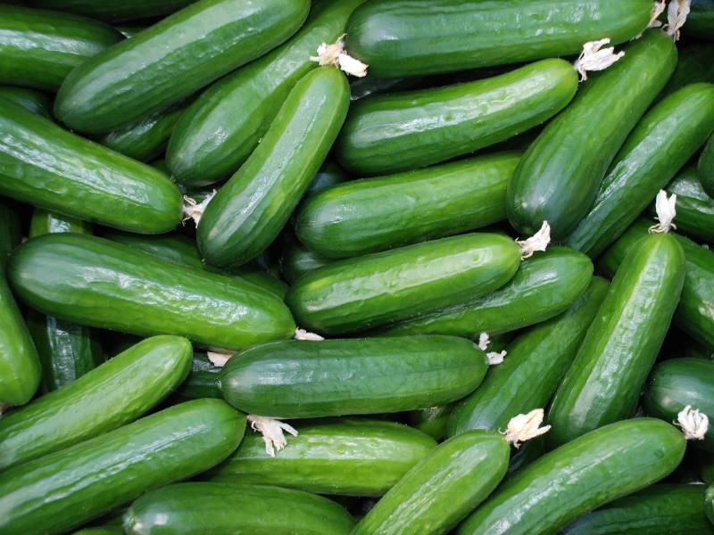 A collection of fresh cucumbers with shiny green skins, showcasing their smooth texture and vibrant color in a close-up view