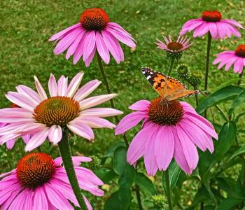 Daisy-like coneflowers in shades of pink,red and orange, attracting butterflies with their prominent central cones in a garden 