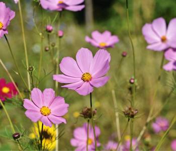 Delicate cosmos flowers in pink and yellow thriving in a hot, sunny garden, attracting bees and butterflies with their daisy-like blooms