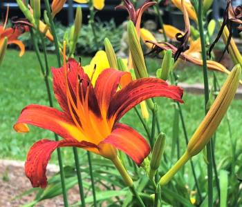 Colorful daylilies in orange, yellow, and red, blooming profusely in a sunny green garden and showcasing their hardy nature 