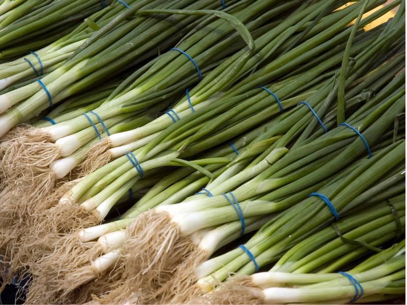 Bundles of freshly harvested evergreen scallions with long green tops and white bases, tied with blue rubber bands.