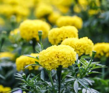 Bright yellow marigolds thriving in a sunlit garden bed with well-draining soil, showing their pest-repellent qualities