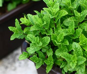 Vibrant mint plants growing in the pots, showcasing their refreshing, aromatic qualities and versatility for teas and culinary uses