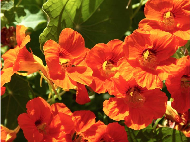 Vibrant orange nasturtiums in full bloom with lush green leaves, showcasing their bright, eye-catching flowers ideal for summer gardens