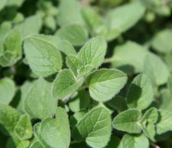 Oregano plants thrive in a sunny garden, with lush leaves that add bold flavor to pizzas, pastas, and sauces in Mediterranean cuisine