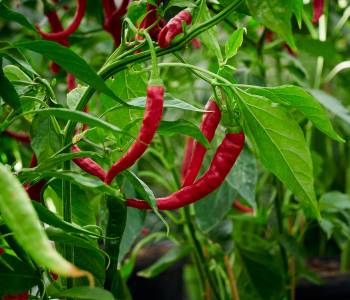 Vibrant pepper plants with sweet and hot varieties growing in a sunny garden, thriving in summer warmth and suitable for containers