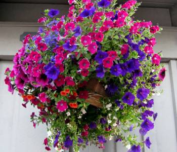 Colorful petunias in pink, purple, white, and red, blooming in hanging baskets and containers with adding vibrant beauty