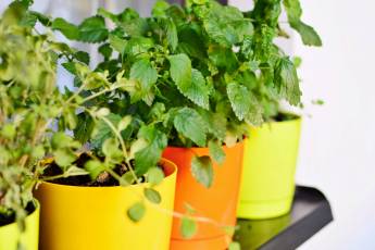 The pots with different colors