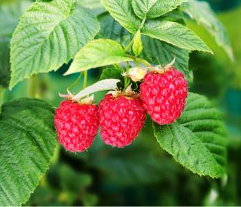 Raspberry plant with vibrant red berries and rich green leaves, growing on a cane in a lush garden setting, ready for harvest