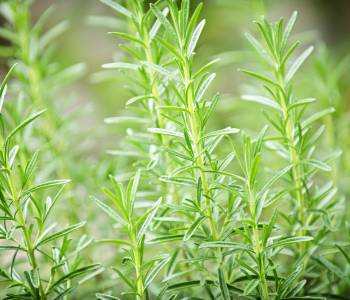 Rosemary plants with woody stems and needle-like leaves growing in a garden, known for their aromatic quality and plants to grow in summer