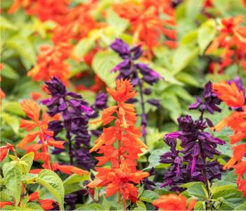 Salvia plants with spiky stems and red, purple, or blue flowers in a garden, attracting hummingbirds and butterflies with their vibrant blooms

