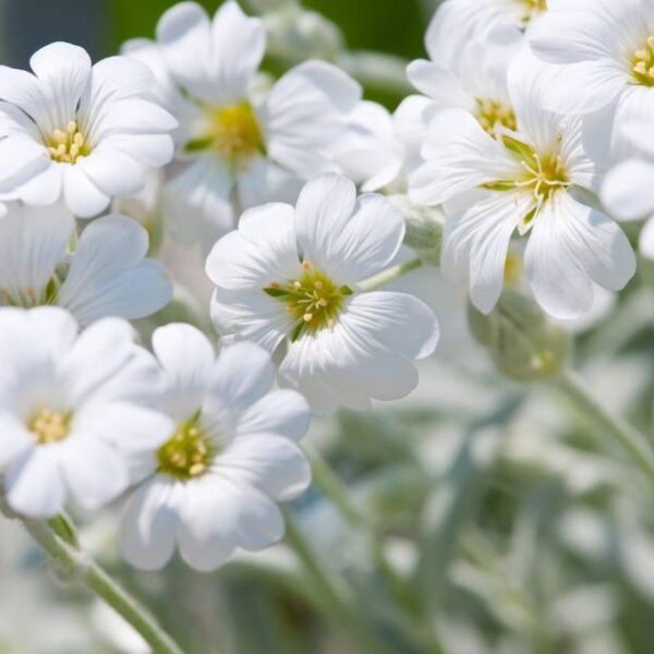 zone-10a-vegetable-planting-schedule-seasonal-tips-and-tricks