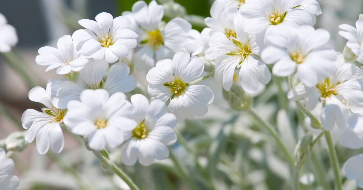 Read more about the article Snow in Summer Plant Care 2024: Ready to Transform Your Garden?