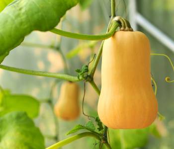 Various summer and winter squash varieties , showcasing their fast-growing, prolific nature and adding to stews and soups