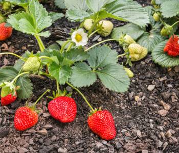 Strawberry plants with ripe red fruits and white flowers growing in a garden, showcasing lush green leaves on dark soil