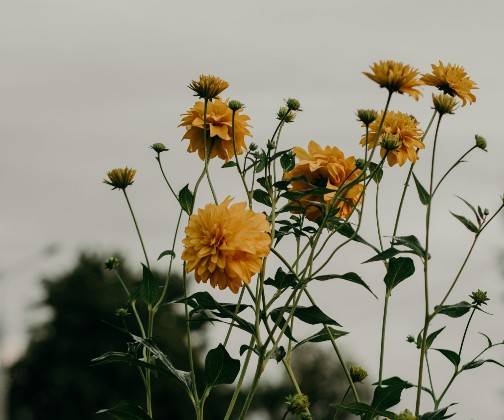 Yellow flowers blooming on tall stems against a cloudy sky, with a blurred background of trees, creating a serene nature scene