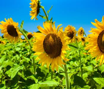 Tall sunflowers with large, bright yellow blooms thriving in full sun, reaching impressive heights, set against a clear blue sky 