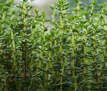 Thyme plants thriving in a sunny garden spot, with small fragrant leaves, known for their hardy nature and antiseptic properties