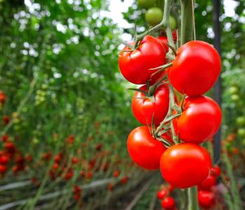 Ripe tomatoes in various shapes, sizes, and colors growing in a sunny garden, showcasing their juicy and flavorful fruits