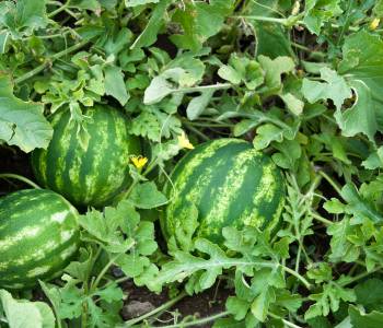 Large, ripe watermelons growing in a sunny, spacious garden, showcasing their vibrant green rind and juicy red interior