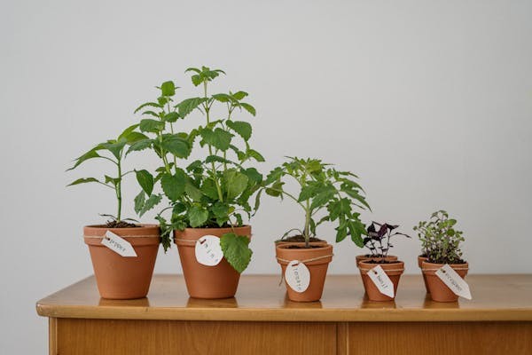 Five potted plants of varying sizes labeled with tags, displayed on a wooden table, representing growth, care, and nurturing in gardening