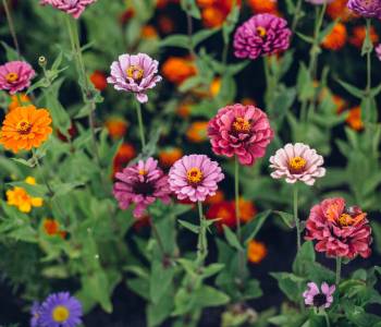 A  vibrant zinnias in pink, red, yellow, and orange, thriving in well-draining soil and sunlight with a gardener deadheading blooms