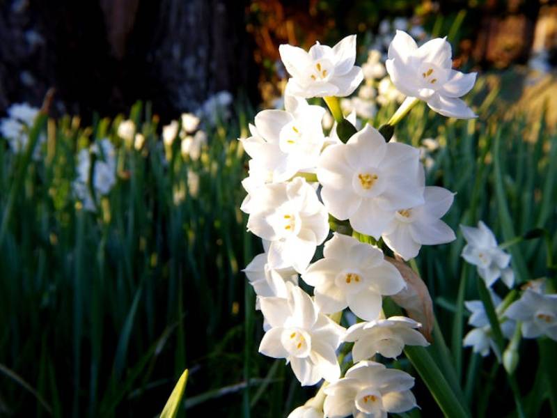 Close-up of Snow N Summer Asiatic Jasmine with white flowers blooming in a garden, surrounded by lush green foliage