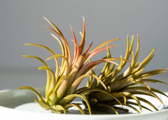 Close-up of two Tillandsia air plant flower showing vibrant green and red-tinted leaves, highlighting their growth and energy