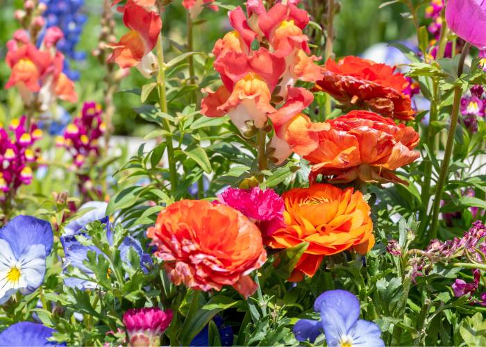 A close-up of vibrant Apricot Sunrise Esperanza plant varieties flowers, showcasing their bright orange hues and lush green foliage