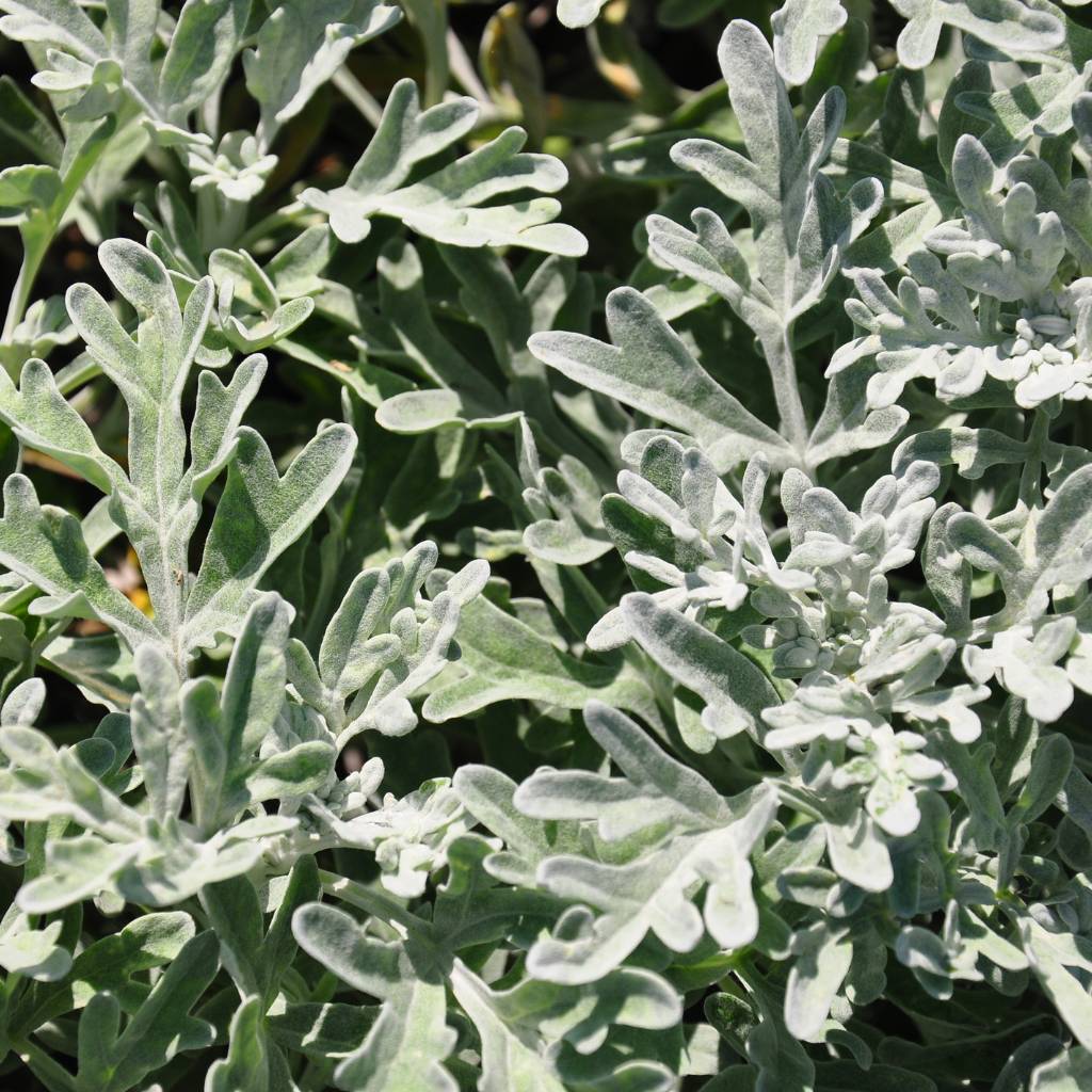 Close-up of Artemisia Powis Castle plant silver-gray foliage, ideal for propagation through cuttings in well-draining soil