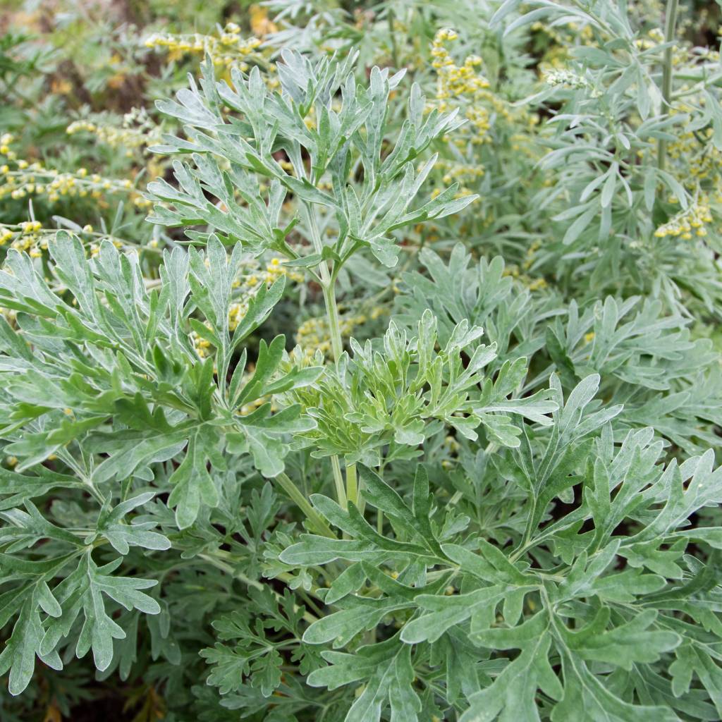 Artemisia Powis Castle plant with silver-gray foliage, ideal for garden design, border planting, rock gardens, and xeriscaping