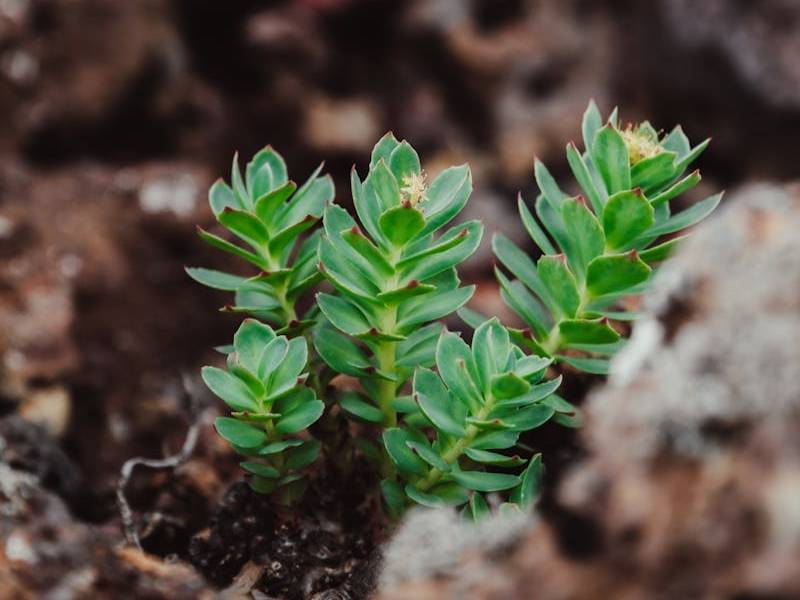 Close-up of small Autograph plant (Clusia rosea) seedlings growing indoors in a rocky environment, showcasing vibrant green foliage