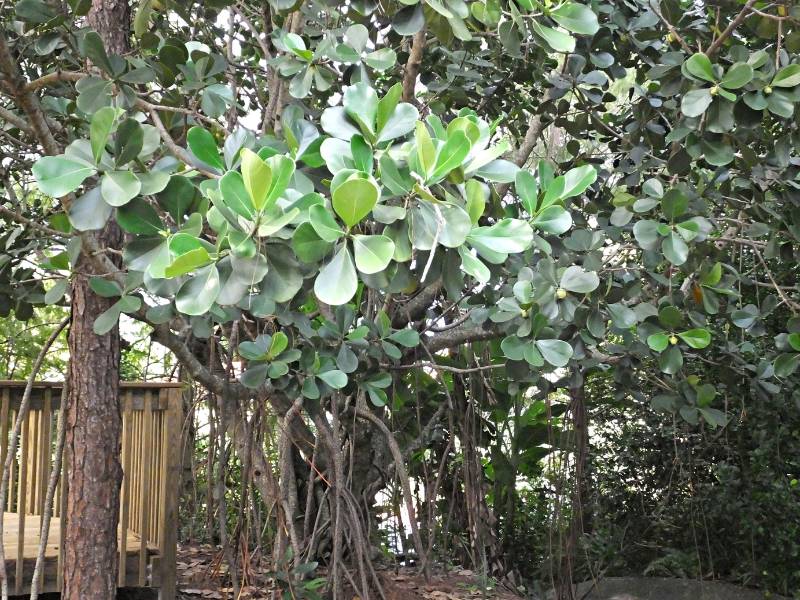 A large Autograph plant (Clusia rosea) in its natural habitat, showcasing its thick, paddle-shaped leaves and branching structure