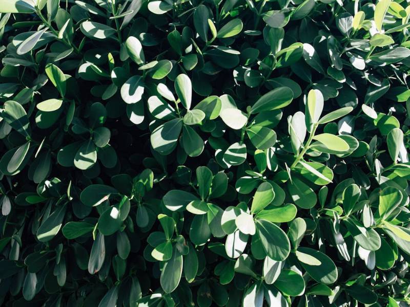 Dense foliage of the Autograph plant (Clusia rosea) growing outdoors, demonstrating its suitability as a shade tree or hedge