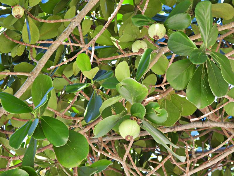 Close-up of an Autograph plant (Clusia rosea) with lush green leaves and small apple-like fruits, highlighting common foliage issues