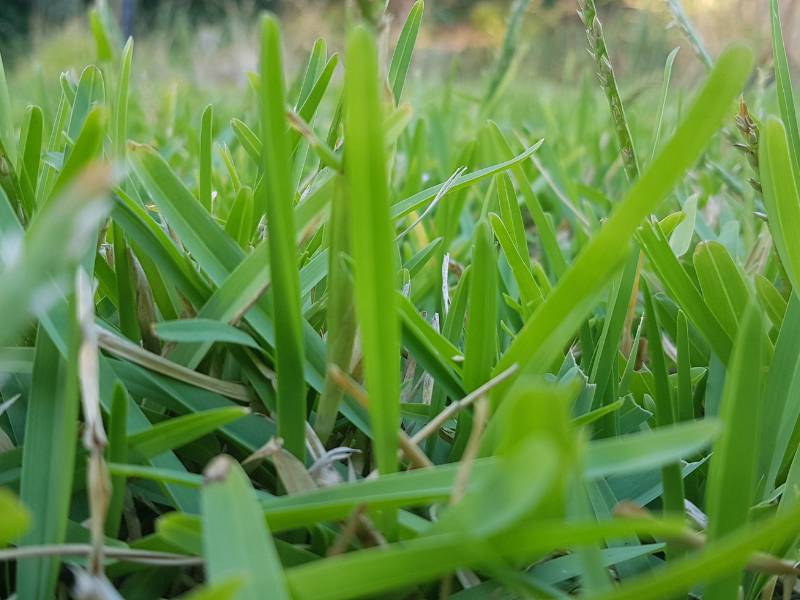 Close-up of fine-textured Bermuda grass blades, ideal for planting grass in summer. Dense, bright green lawn in sunlight.