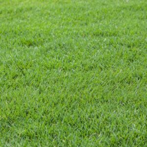 Read more about the article Bermuda Grass Florida: A Comprehensive Guide