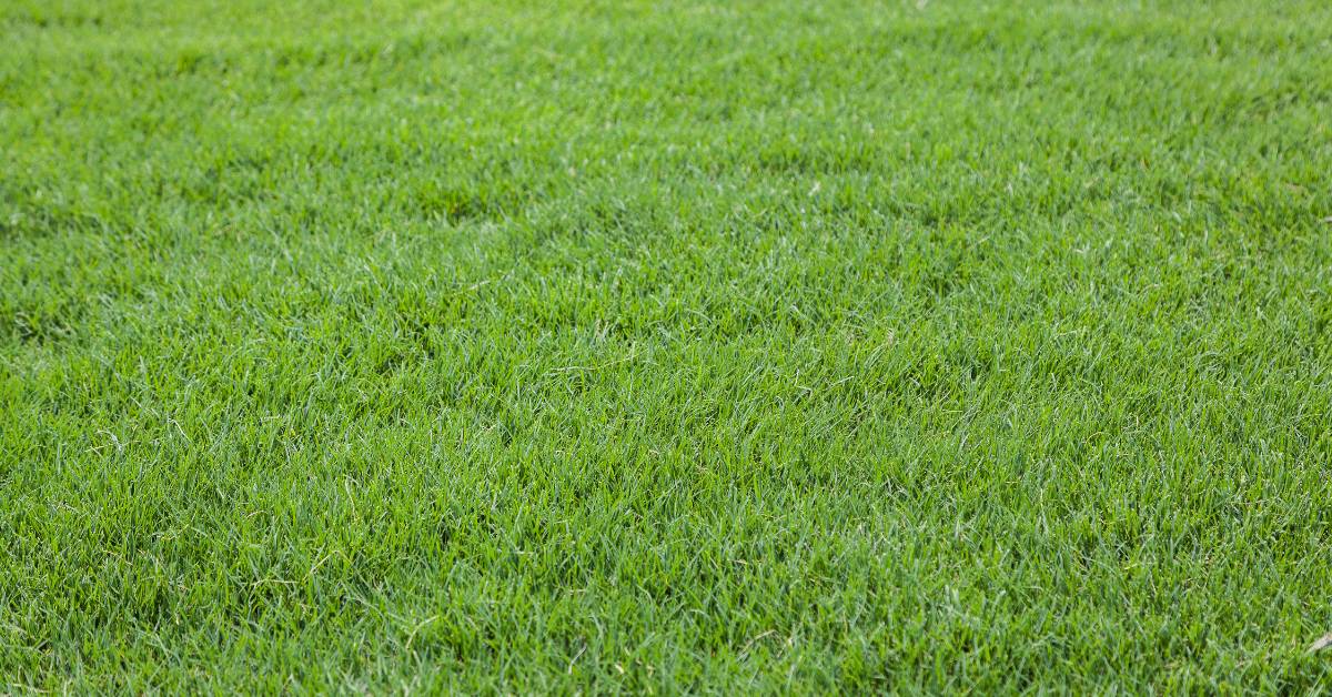 Read more about the article Bermuda Grass Florida: A Comprehensive Guide