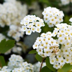 Read more about the article Bridal Spirea Plants: 7 Must-Know Secrets for Thriving Plants